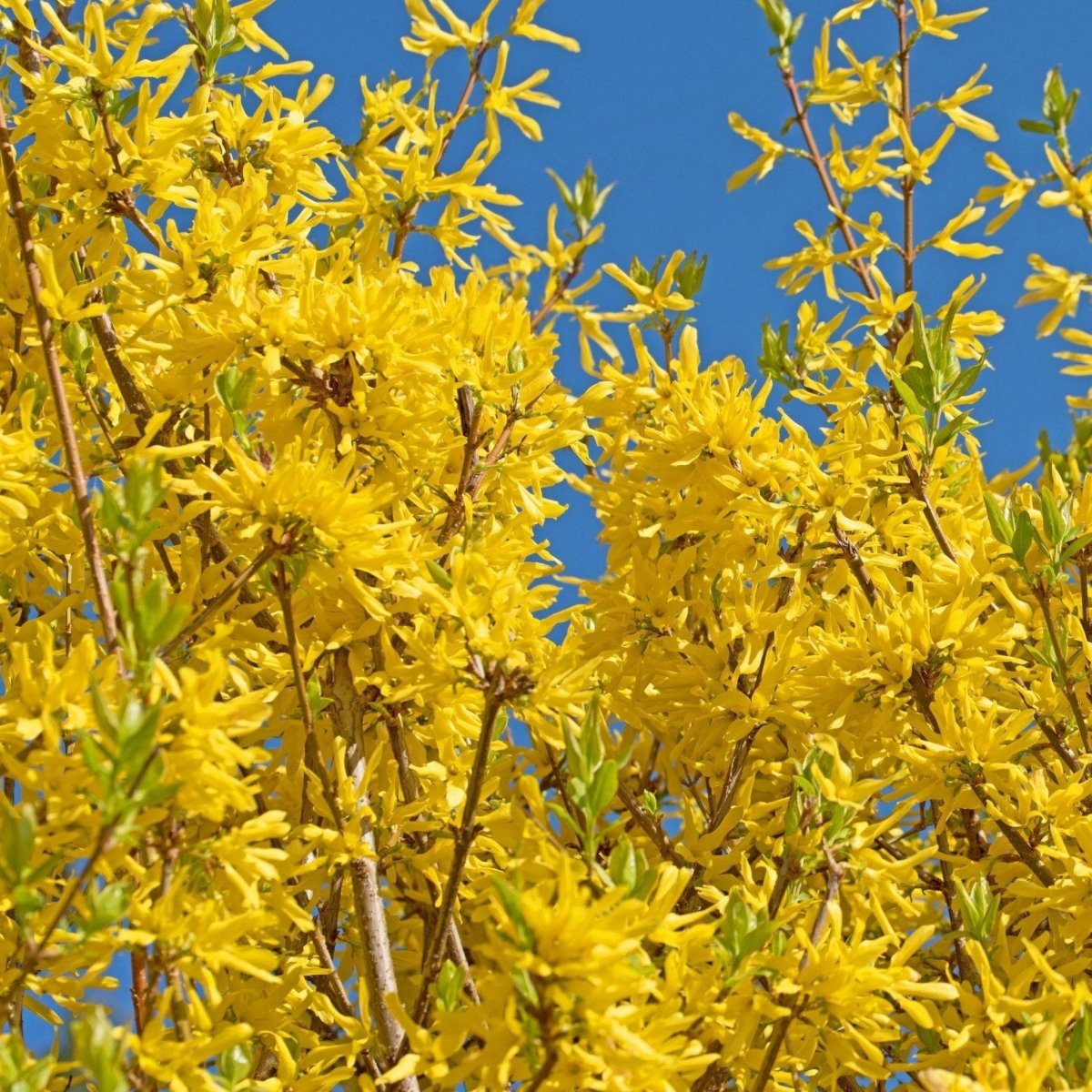 Forsythia hybride ‘Spectabilis’ - Pepinieres du Plessis-Luzarches