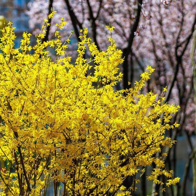 Forsythia hybride ‘Spectabilis’ - Pepinieres du Plessis-Luzarches