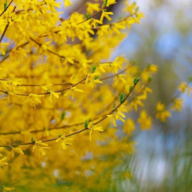 Forsythia hybride ‘Spectabilis’ - Pepinieres du Plessis-Luzarches