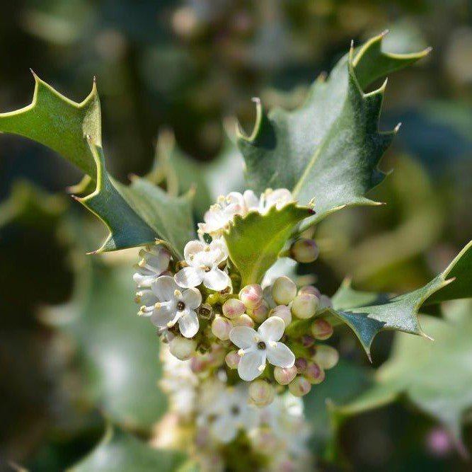 Houx commun - Pepinieres du Plessis-Luzarches