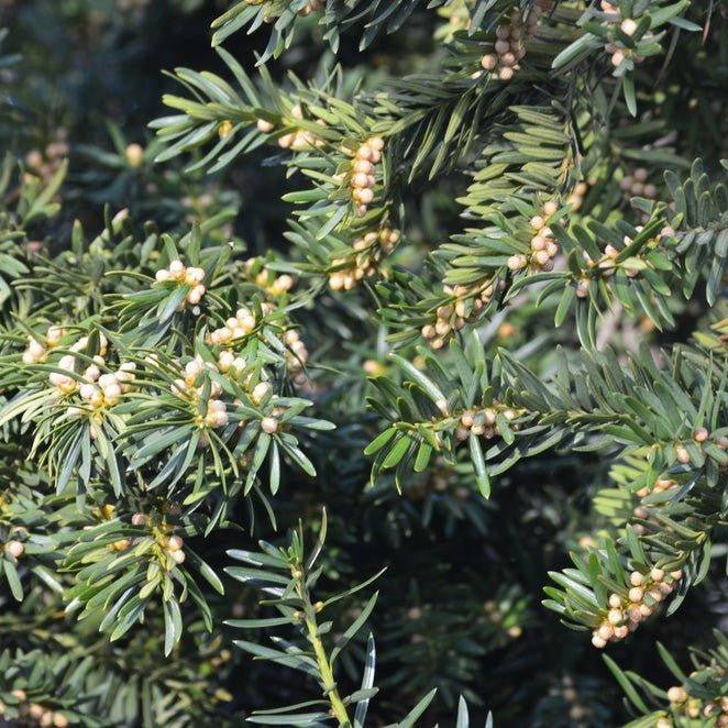 If commun - Pepinieres du Plessis-Luzarches