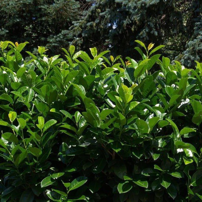 Laurier cerise 'Rotundifolia' - Pepinieres du Plessis-Luzarches