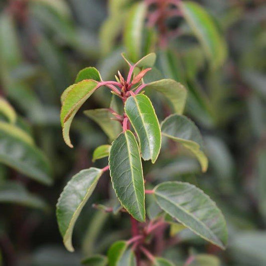 Laurier du Portugal 'Angustifolia' - Pepinieres du Plessis-Luzarches