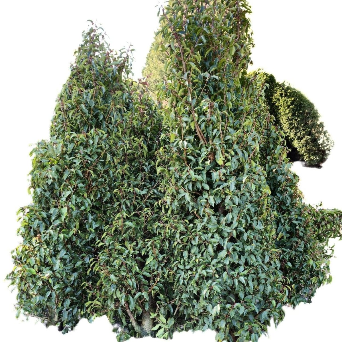 Laurier du Portugal 'Angustifolia' - Pepinieres du Plessis-Luzarches