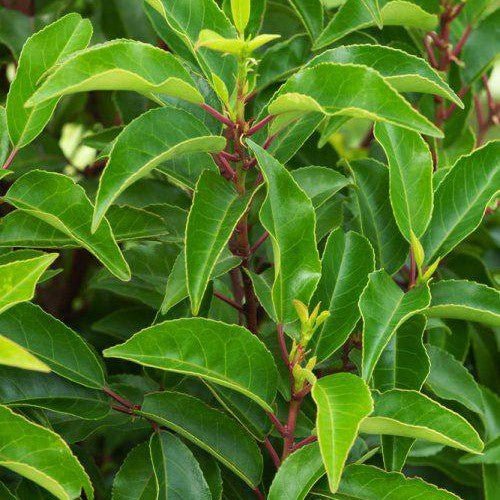 Laurier du Portugal 'Brenelia' - Pepinieres du Plessis-Luzarches