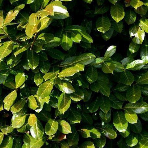 Laurier palme 'Caucasica' - Pepinieres du Plessis-Luzarches