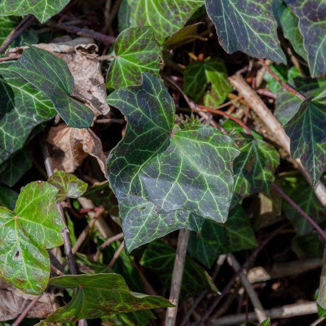 Lierre commun - Pepinieres du Plessis-Luzarches