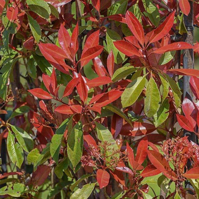 Photinia 'Red Robin' - Pepinieres du Plessis-Luzarches