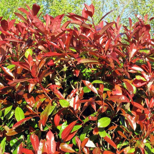 Photinia 'Red Robin' - Pepinieres du Plessis-Luzarches