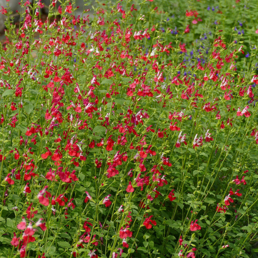 Salvia Microphylla Hot lips