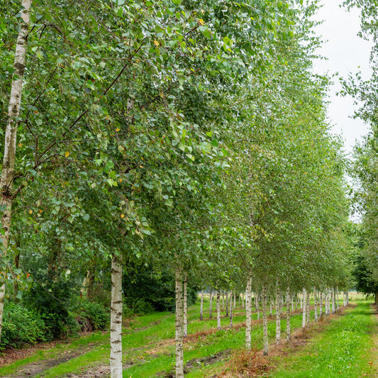 Betula Pendula