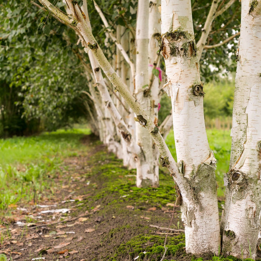 Betula Utilis Jacquemontii