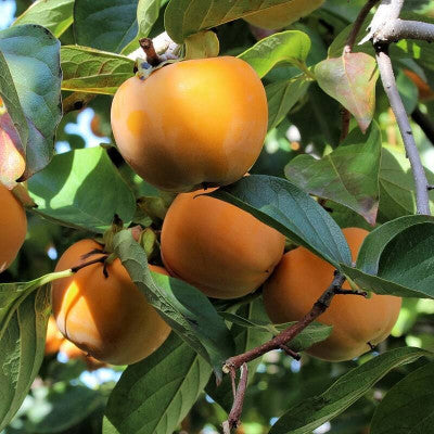 Kaki 'Jiro'