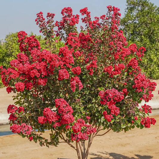 Lilas des indes - Dynamite