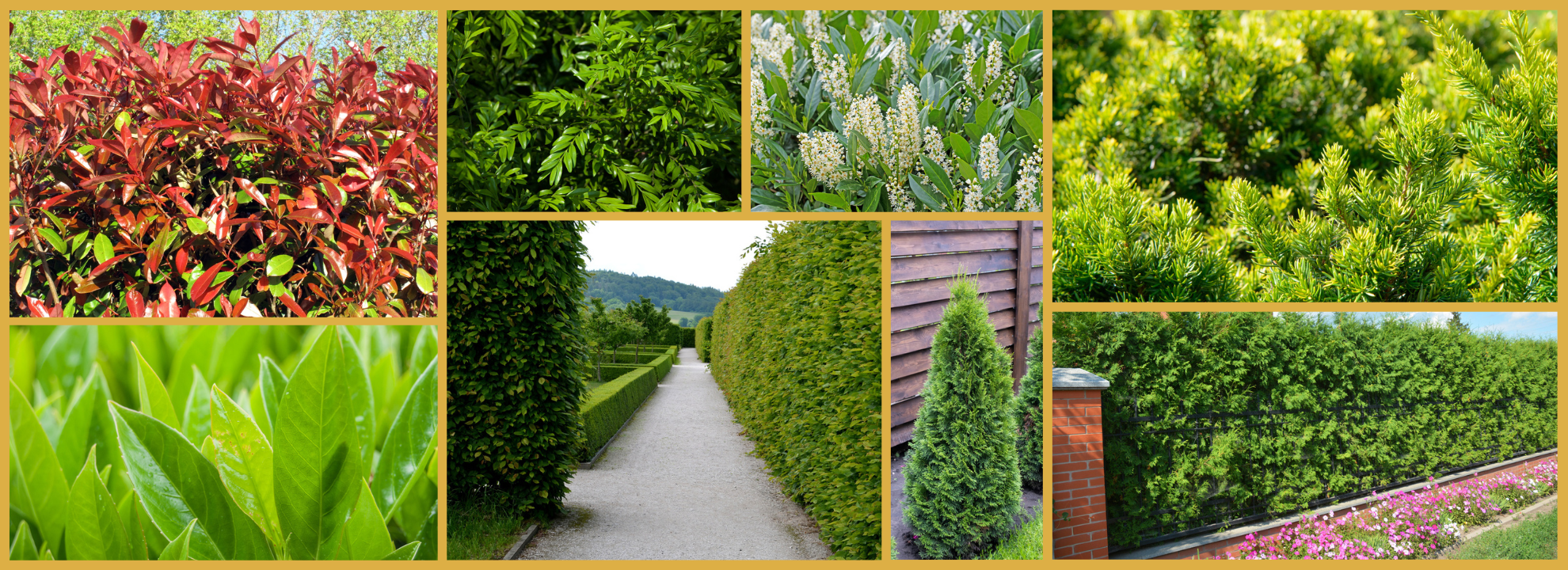 PLANTES DE HAIES