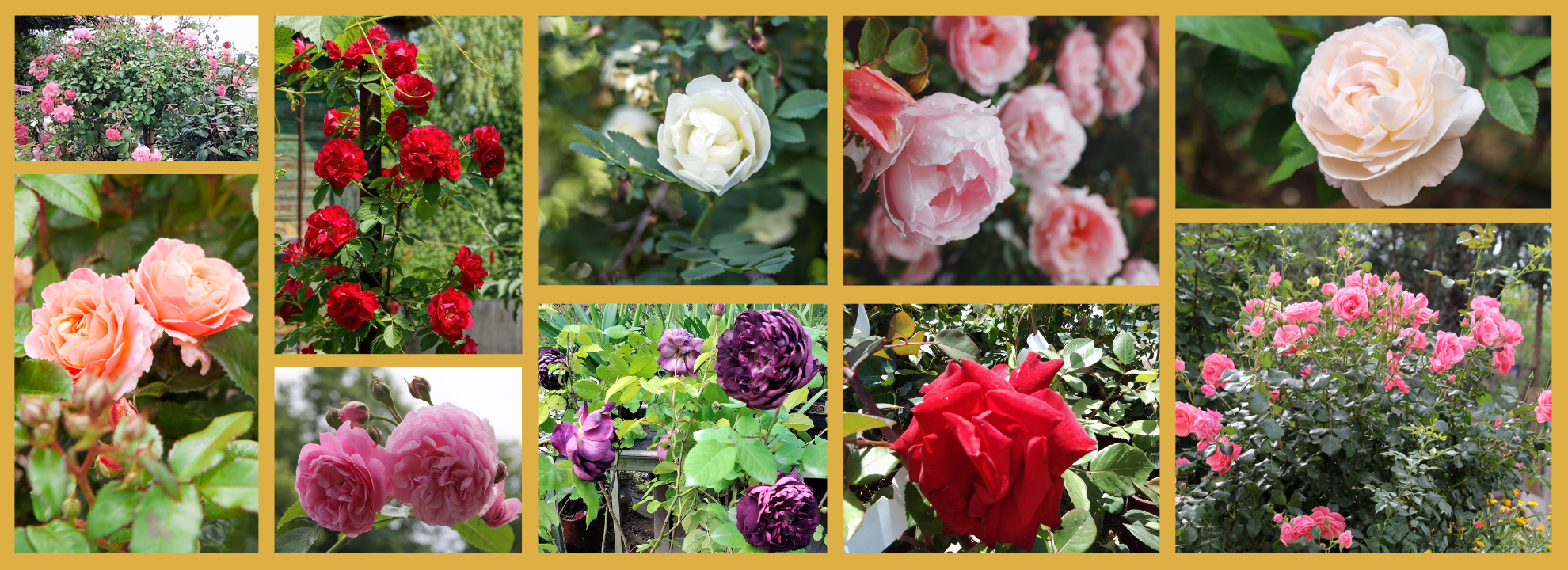 Rosiers