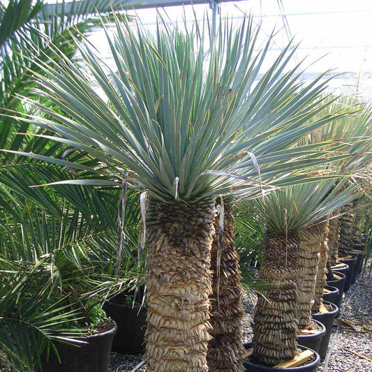 Yucca Rostrata