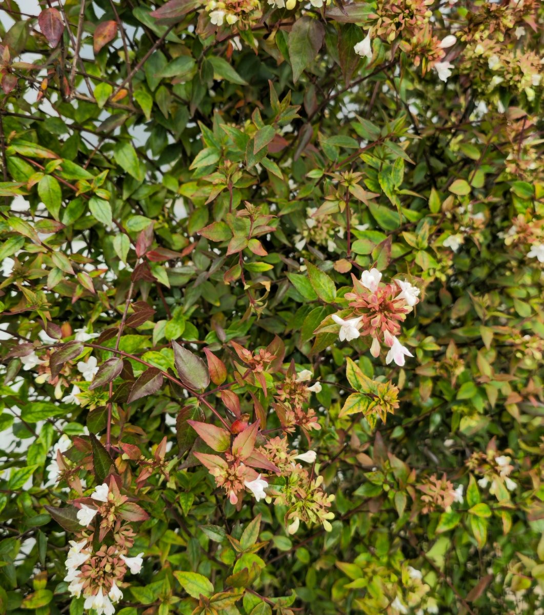 Abélia à grandes fleurs hybride - Pepinieres du Plessis - Luzarches