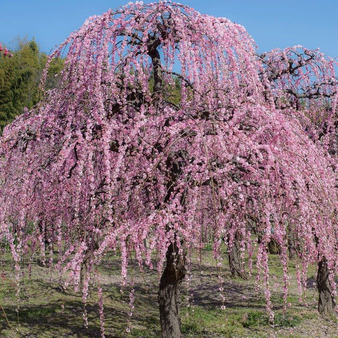 Abricotier japonais pleureur - Pepinieres du Plessis-Luzarches