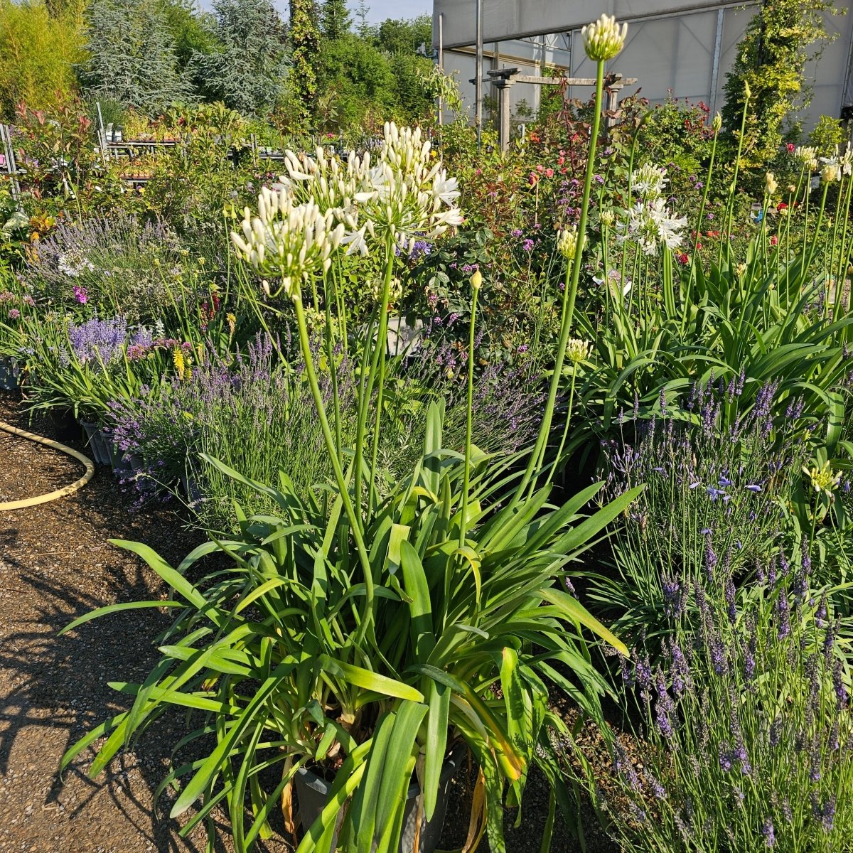 Agapanthus x Bridal bouquet (blanc) - Pepinieres du Plessis-Luzarches