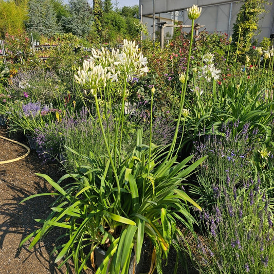 Agapanthus x Bridal bouquet (blanc) - Pepinieres du Plessis-Luzarches