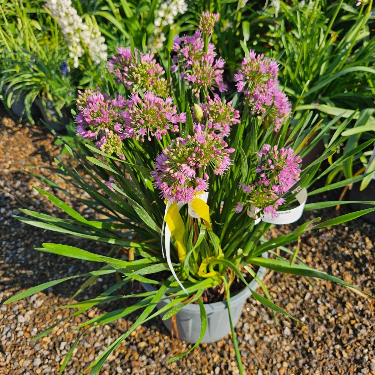 Allium Millenium - Pepinieres du Plessis-Luzarches