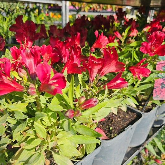 Alstroemeria - Pepinieres du Plessis-Luzarches