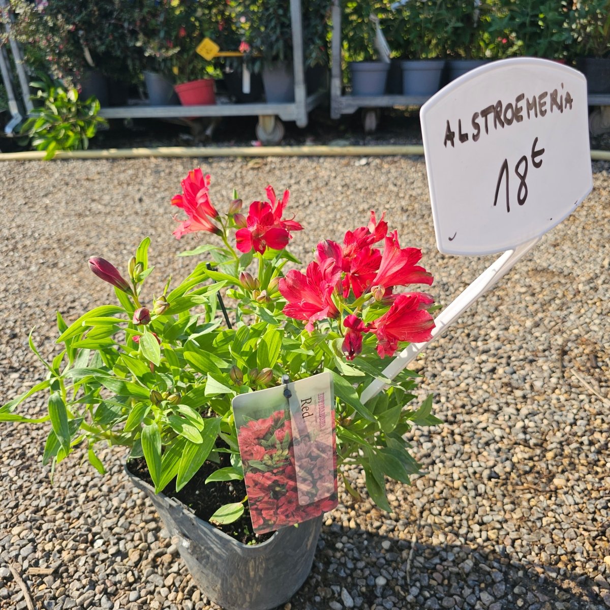 Alstroemeria - Pepinieres du Plessis-Luzarches