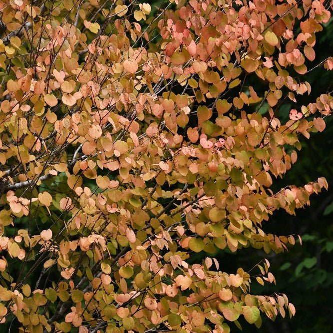 Arbre à caramel - Pepinieres du Plessis-Luzarches