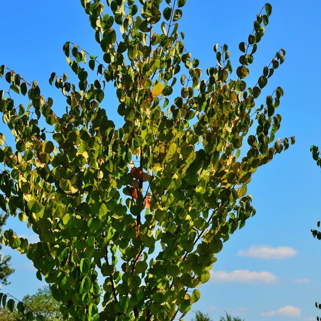 Arbre à caramel - Pepinieres du Plessis-Luzarches