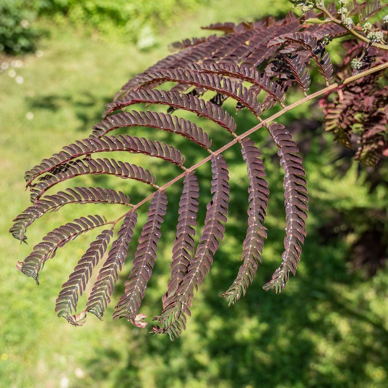 Arbre à soie 'Summer Chocolate' - Pepinieres du Plessis-Luzarches