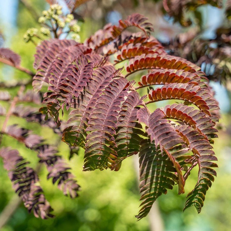 Arbre à soie 'Summer Chocolate' - Pepinieres du Plessis-Luzarches