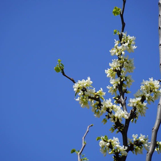 Arbre de Judée 'Alba' - Pepinieres du Plessis-Luzarches