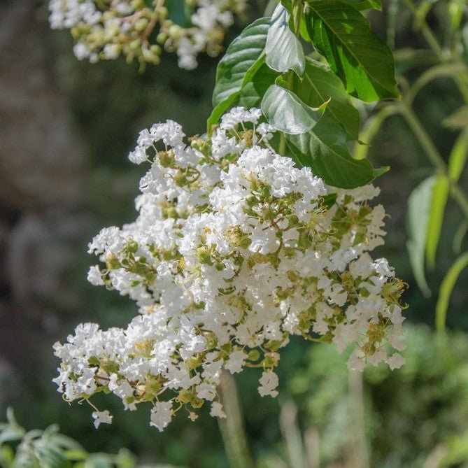 Arbre de Judée 'Alba' - Pepinieres du Plessis-Luzarches