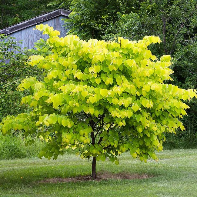 Arbre de Judée doré - Pepinieres du Plessis-Luzarches