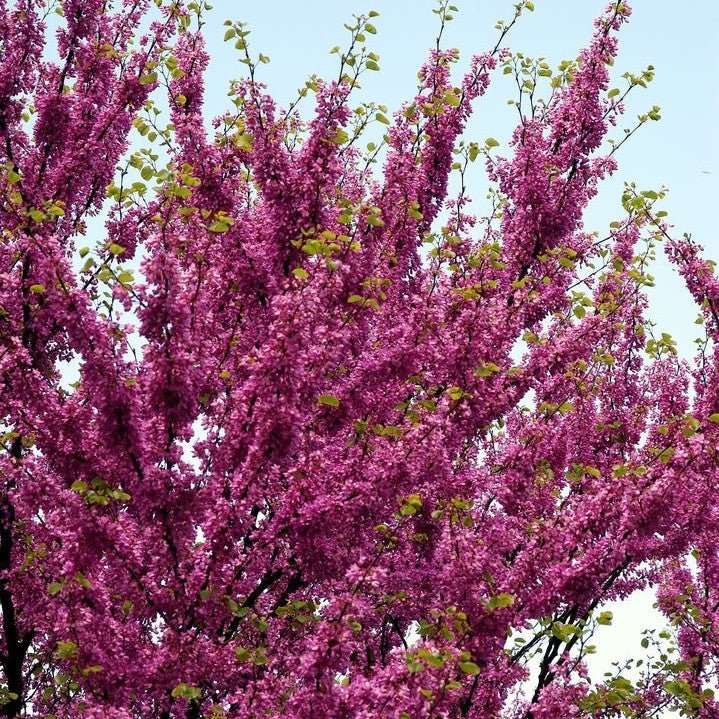 Arbre de Judée - Pepinieres du Plessis-Luzarches
