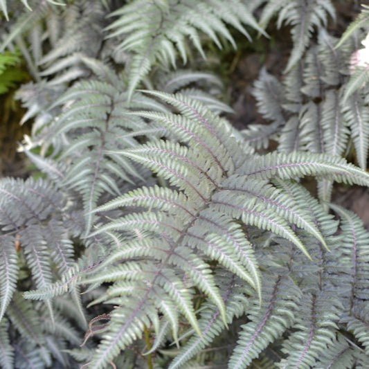 Athyrium Niponicum 'Metallicum' - Pepinieres du Plessis - Luzarches