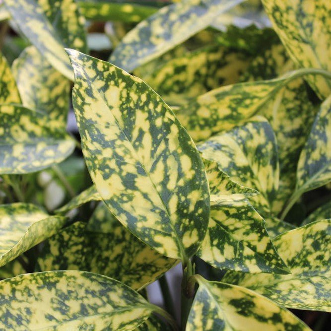 Aucuba du Japon 'Crotonifolia' - Pepinieres du Plessis-Luzarches