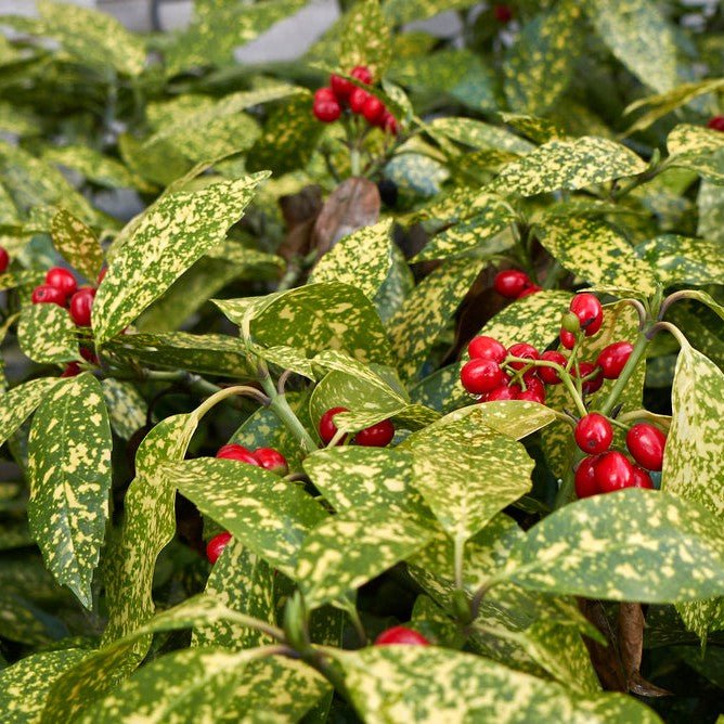 Aucuba du Japon 'Variegata' - Pepinieres du Plessis-Luzarches