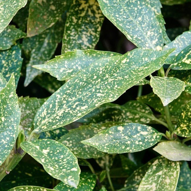 Aucuba du Japon 'Variegata' - Pepinieres du Plessis-Luzarches
