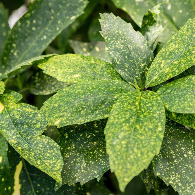 Aucuba du Japon 'Variegata' - Pepinieres du Plessis-Luzarches
