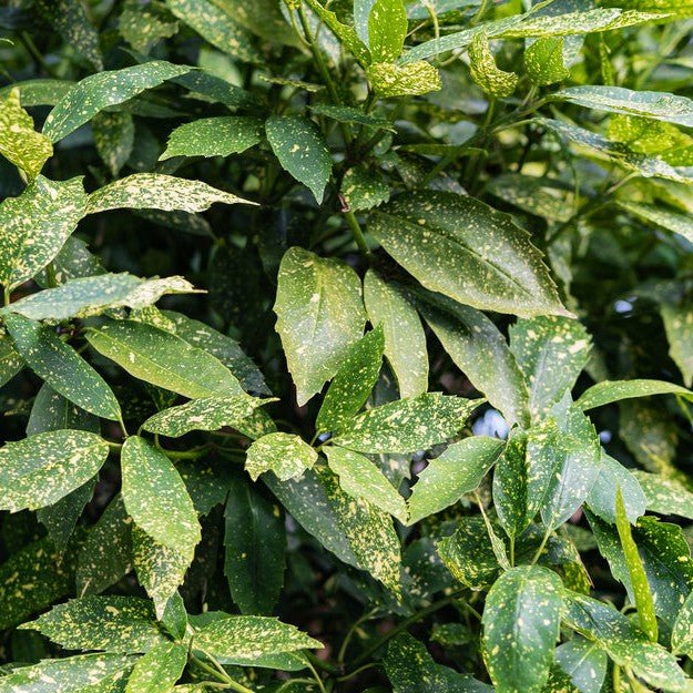 Aucuba du Japon 'Variegata' - Pepinieres du Plessis-Luzarches