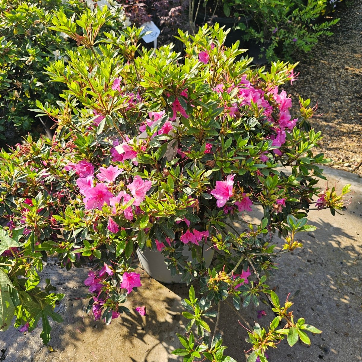 Azalea Japonica - Pepinieres du Plessis-Luzarches