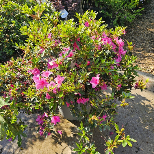 Azalea Japonica - Pepinieres du Plessis-Luzarches