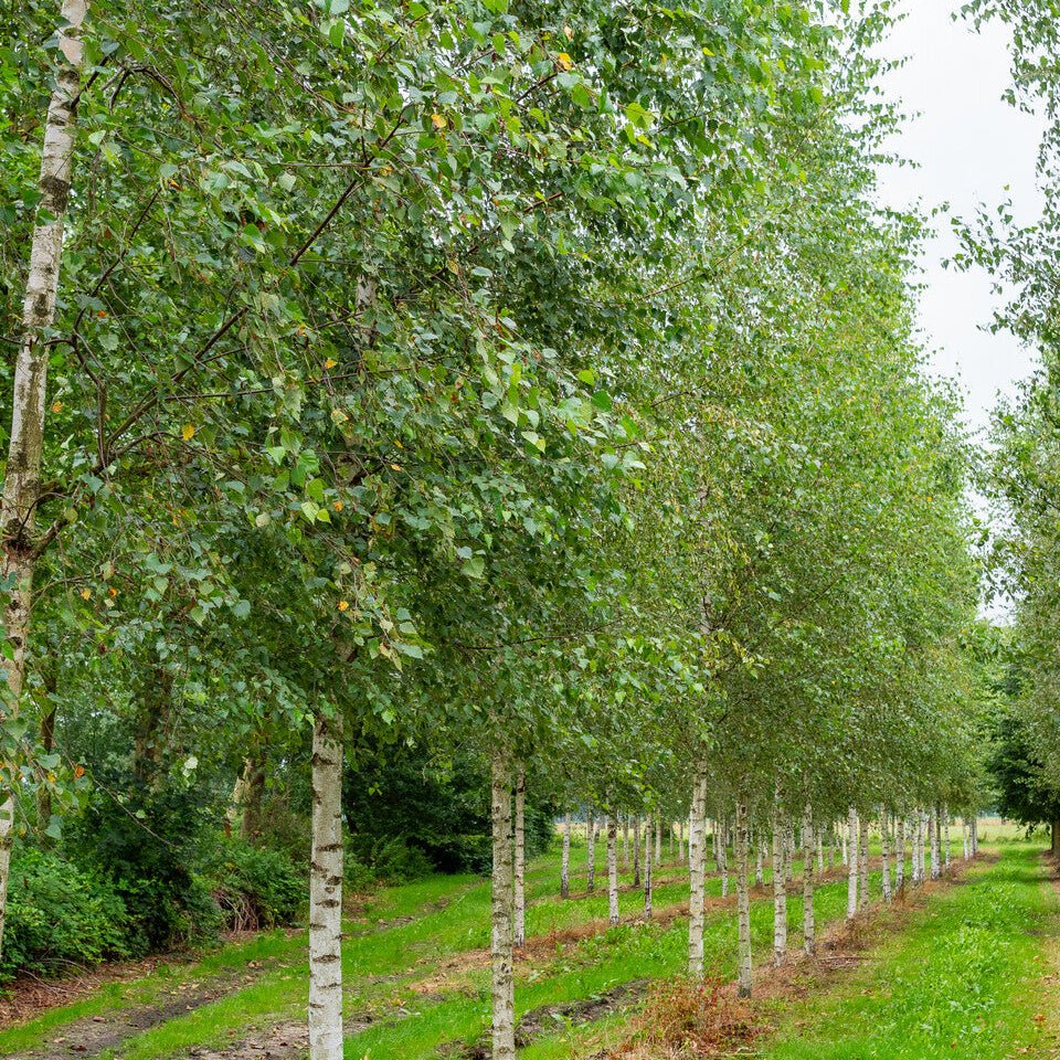 Betula Pendula - Pepinieres du Plessis-Luzarches