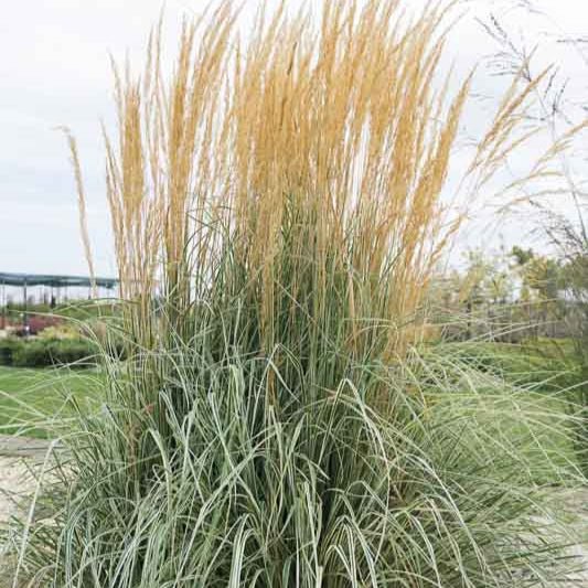 Calamagrostis x Acutiflora 'Overdam' - Pepinieres du Plessis - Luzarches