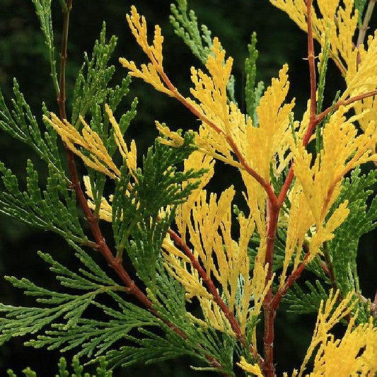 Calocedrus Decurrens Aureovariegata