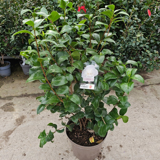Camelia Japonica - Pepinieres du Plessis - Luzarches