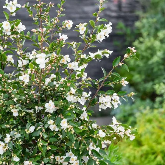 Camelia Sasanqua - Pepinieres du Plessis-Luzarches