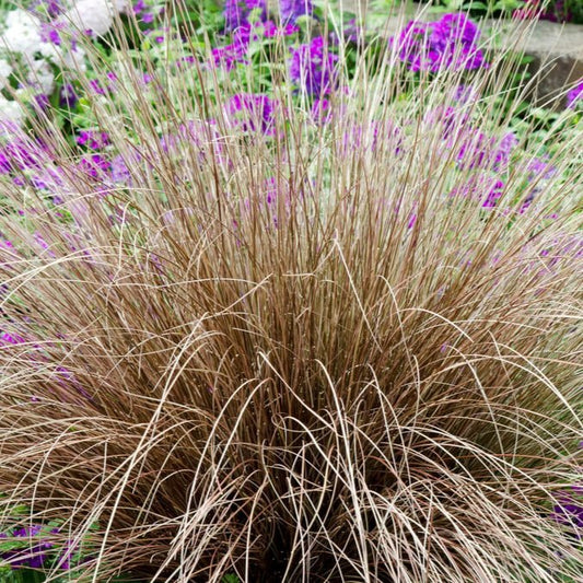 Carex Comans 'Bronco' - Pepinieres du Plessis - Luzarches